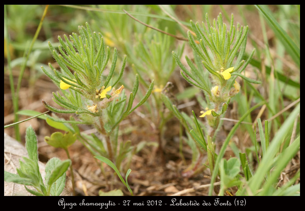 Ajuga-chamaepytis